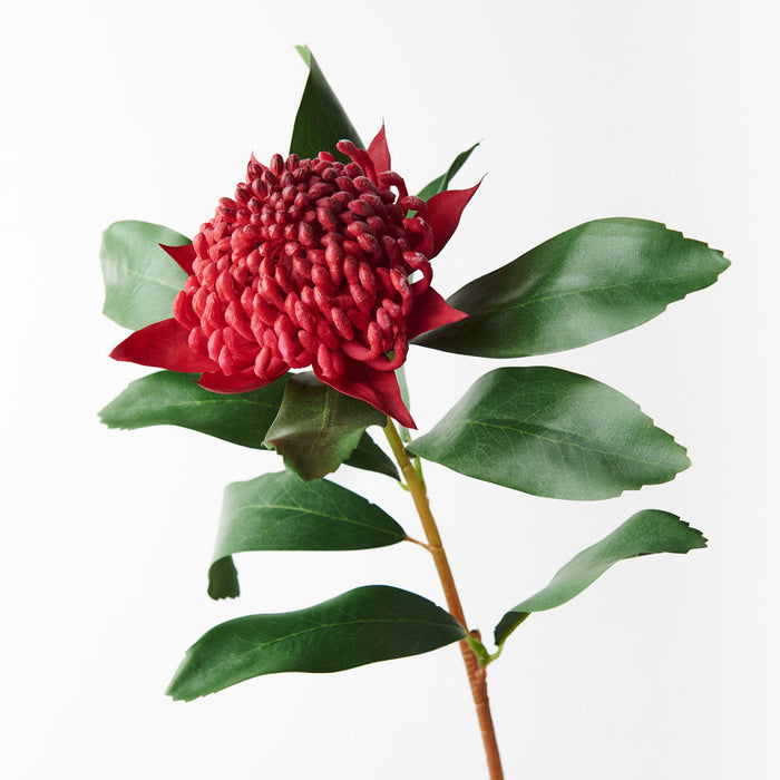 Waratah Spray Red 69cm Pack of 12