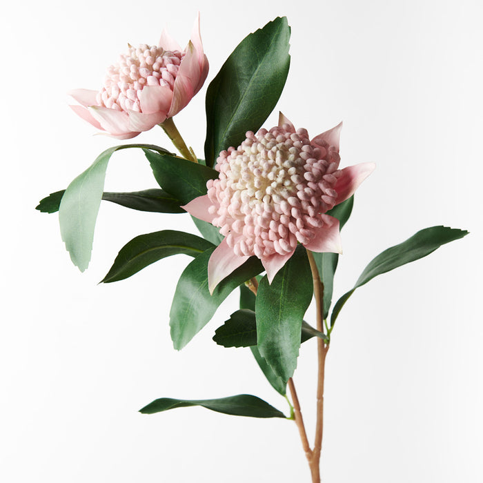 Waratah Spray Light Pink 86cm Pack of 6