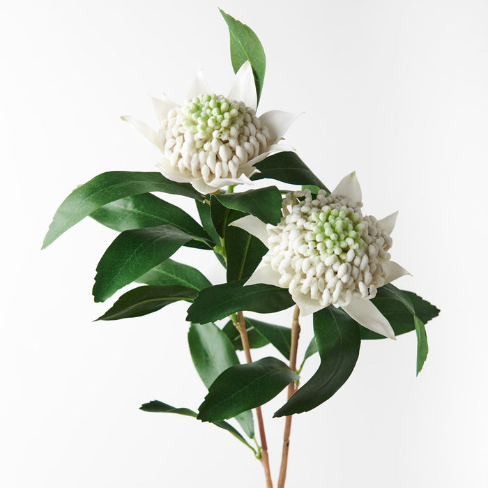 Waratah Spray White 86cm Pack of 6