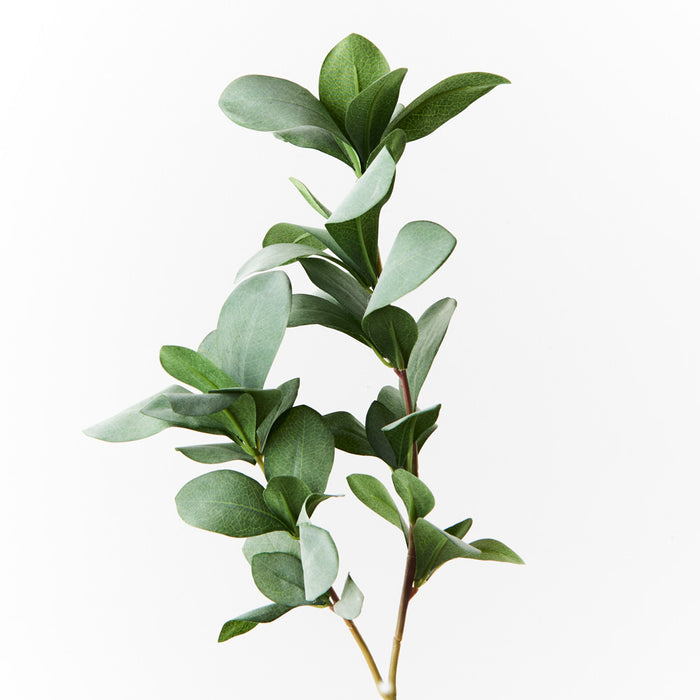 Pittosporum Leaf Spray Grey Green 66cm - Pack of 12