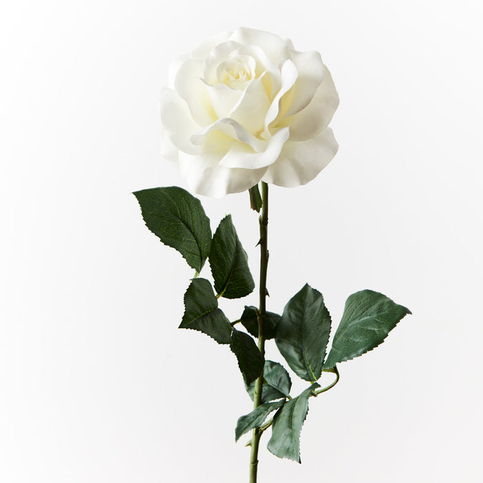 Rose Gloria White 74cm - Pack of 12