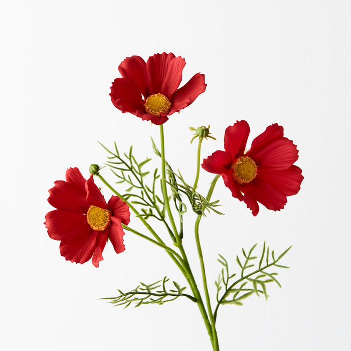 Cosmos Spray Red 50cm Pack of 24