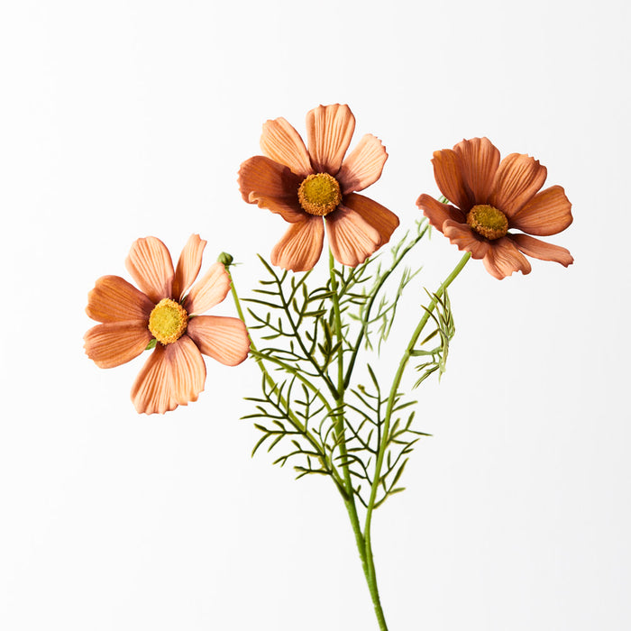 Cosmos Spray Rust Orange 50cm Pack of 24