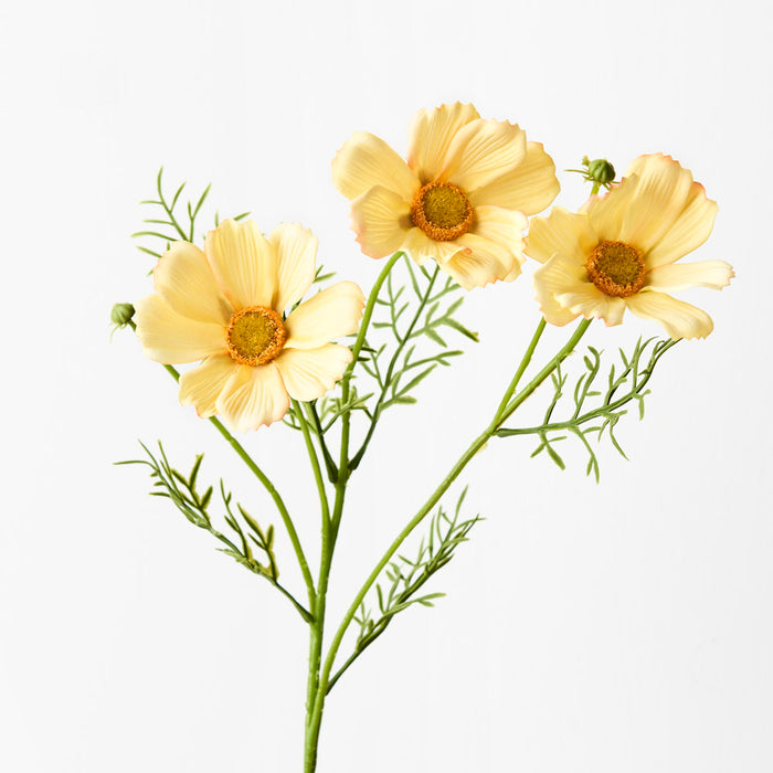 Cosmos Spray Yellow 50cm Pack of 24