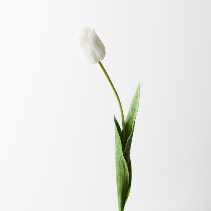 Tulip White 69cm Pack of 12