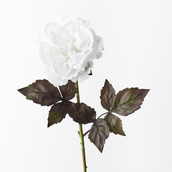 Peony Winter White 61cm Pack of 12