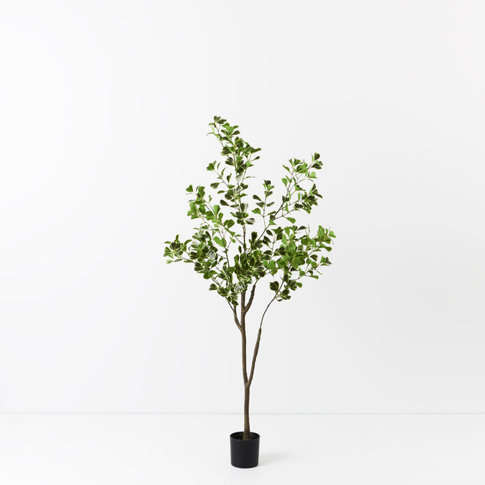 Ficus Triangle Tree 130cm Pack of 2