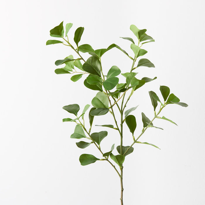 Ficus Triangle Spray Green 78cm Pack of 12
