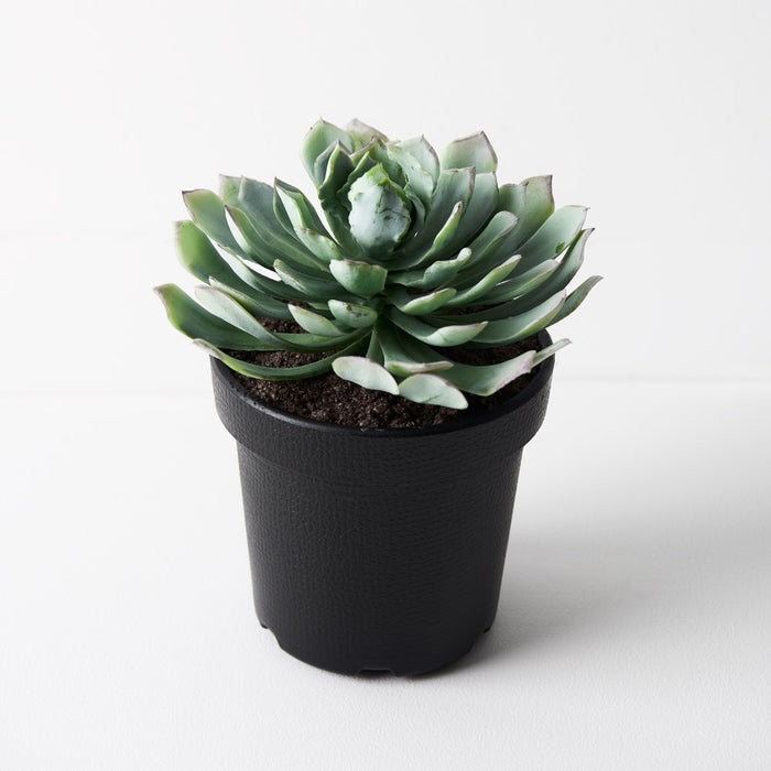 Succulent In Pot Green Mauve Pack of 4