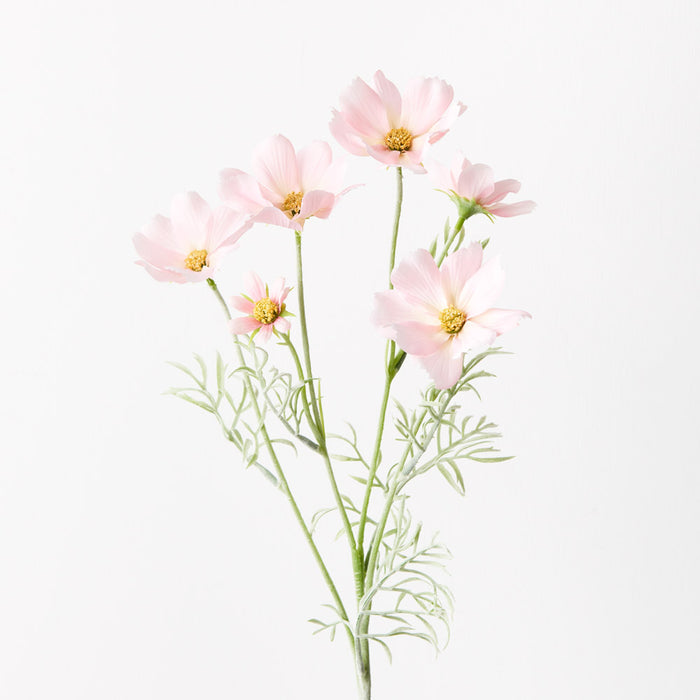 Cosmos Spray Light Pink 62cm Pack of 12