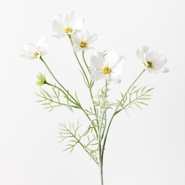 Cosmos Spray White 62cm Pack of 12