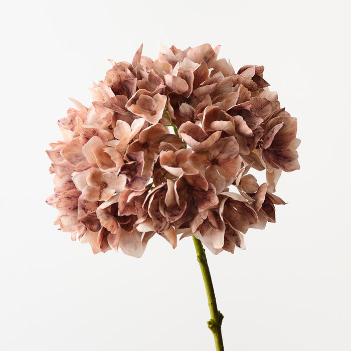 Hydrangea Coffee 47cm Set of 12