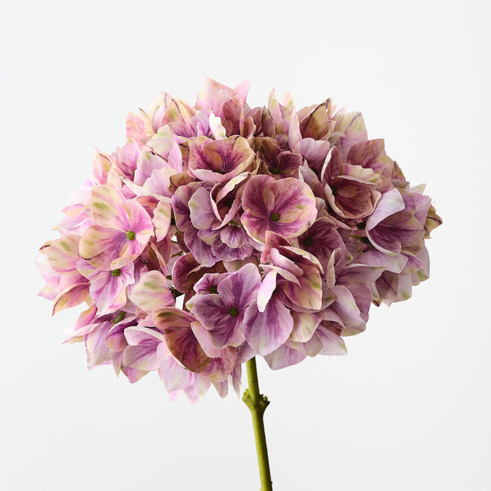 Hydrangea Mauve Green 47cm Set of 12