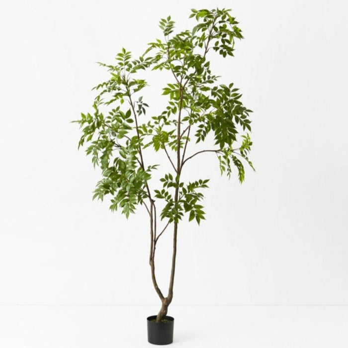 Japanese Lacquer Tree Green 210cm