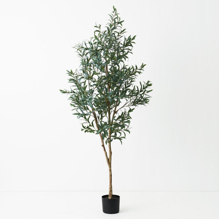 Olive Tree Green Without Fruit Grey 200cm