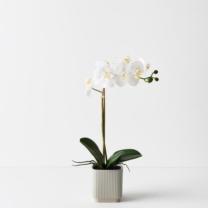 Orchid Phalaenopsis in Silo Pot 45cm Set of 2