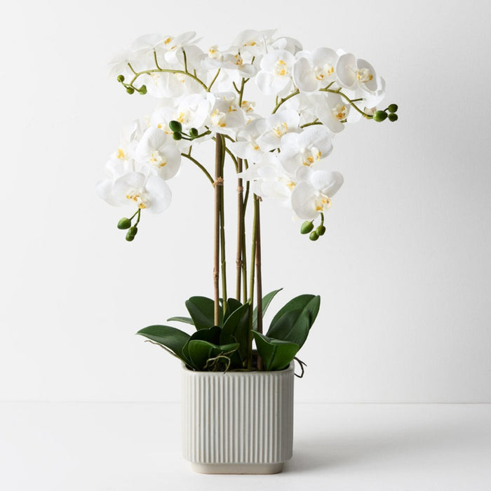 Orchid Phalaenopsis in Silo Pot 63cm