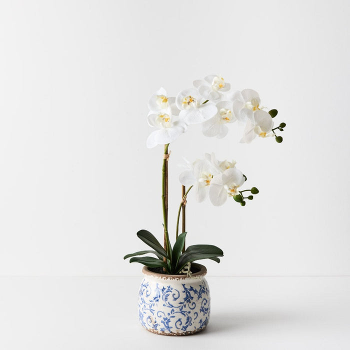 Orchid Phalaenopsis in Scarla Pot 54cm Set of 2