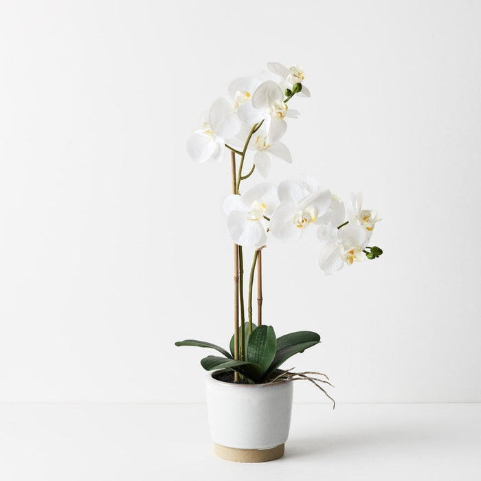 Orchid Phalaenopsis in Nele Pot 55cm Set of 2