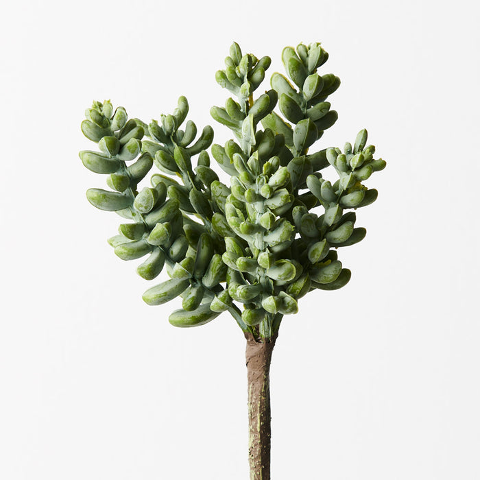 Sedum Grey Green 17cm Set of 12