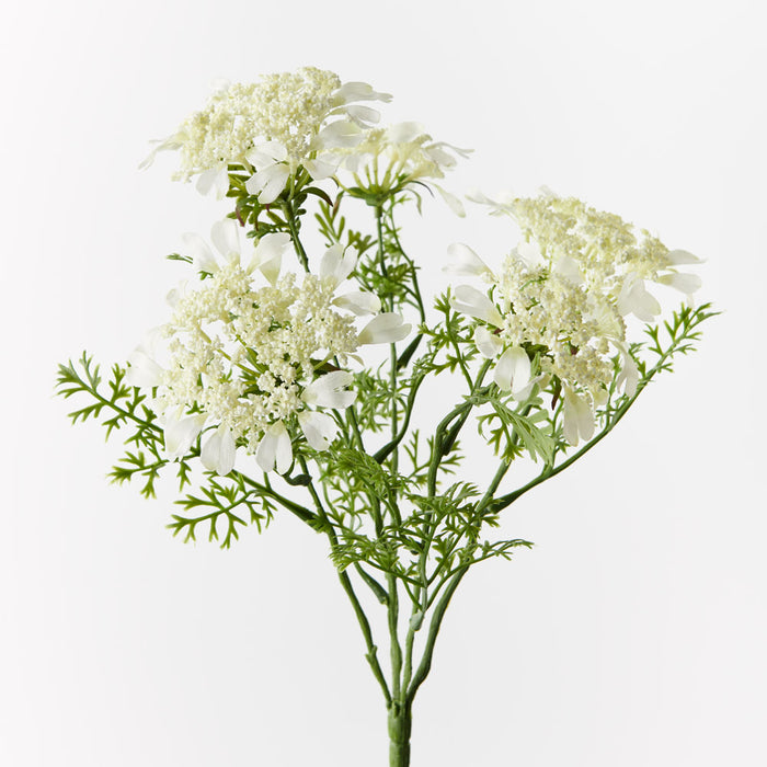 Queen Annes Lace Bush White 37cm - Pack of 12