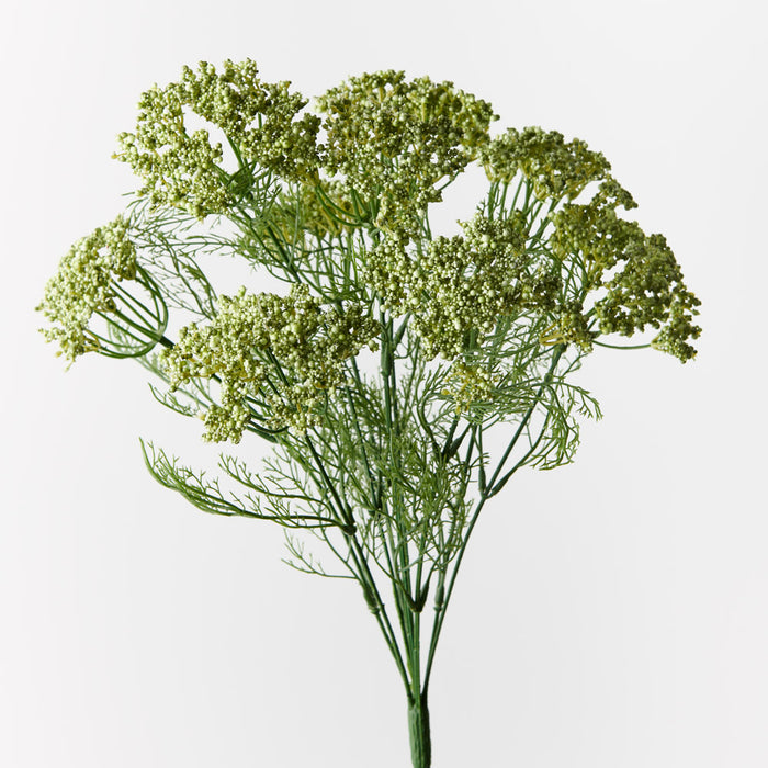 Queen Annes Lace Bush Green 42cm - Pack of 12