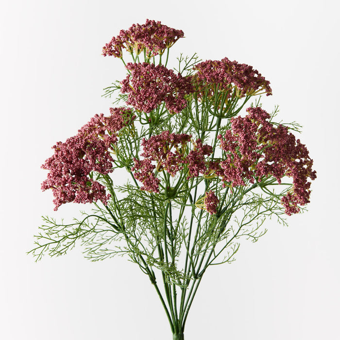 Queen Annes Lace Bush Pink 42cm - Pack of 12