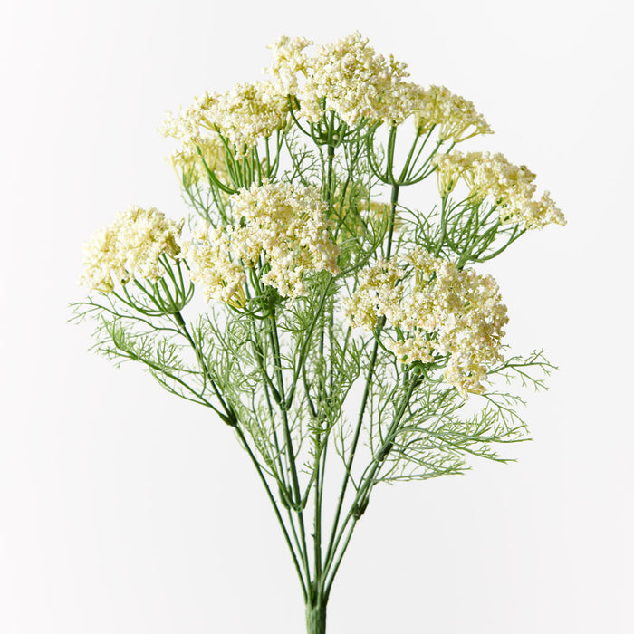 Queen Annes Lace Bush White 42cm - Pack of 12