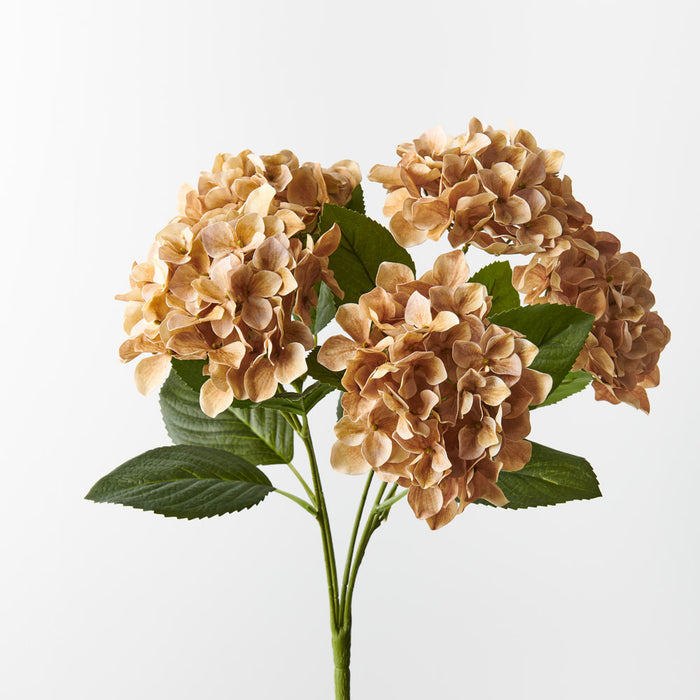 Hydrangea Bush Coffee 50cm - Pack of 12