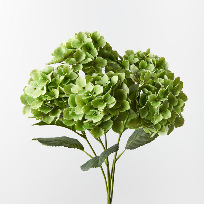 Hydrangea Bush Green 50cm - Pack of 12