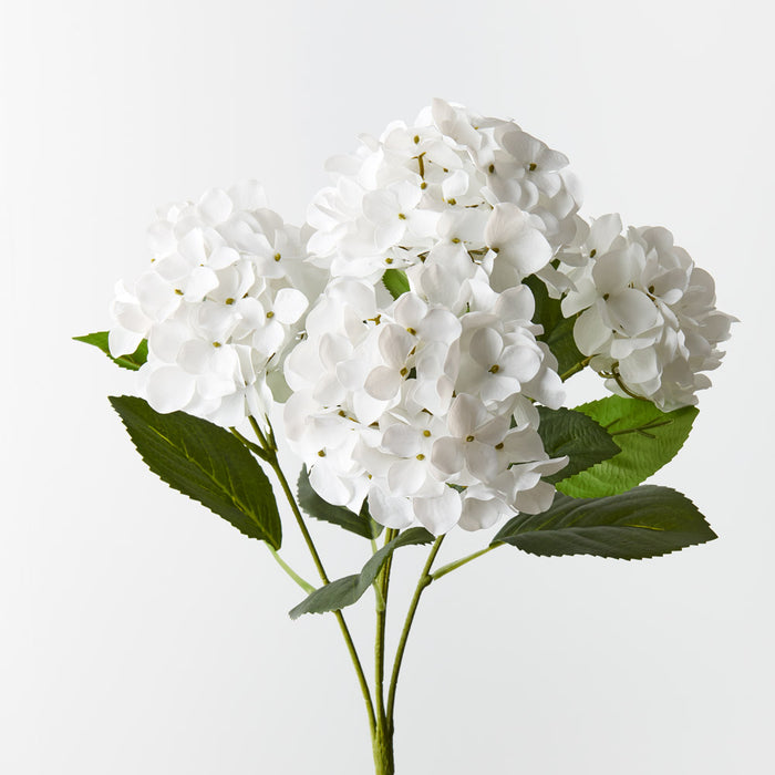 Hydrangea Bush White 50cm - Pack of 12