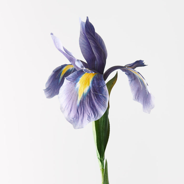 Iris Dutch Blue 78cm - Pack of 12