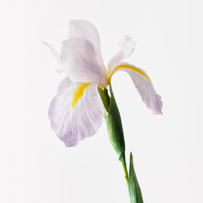 Iris Dutch Lavender 78cm - Pack of 12