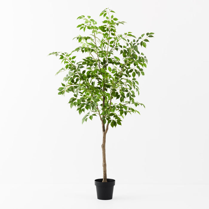 Ficus Tree Green 180cm - Pack of 2