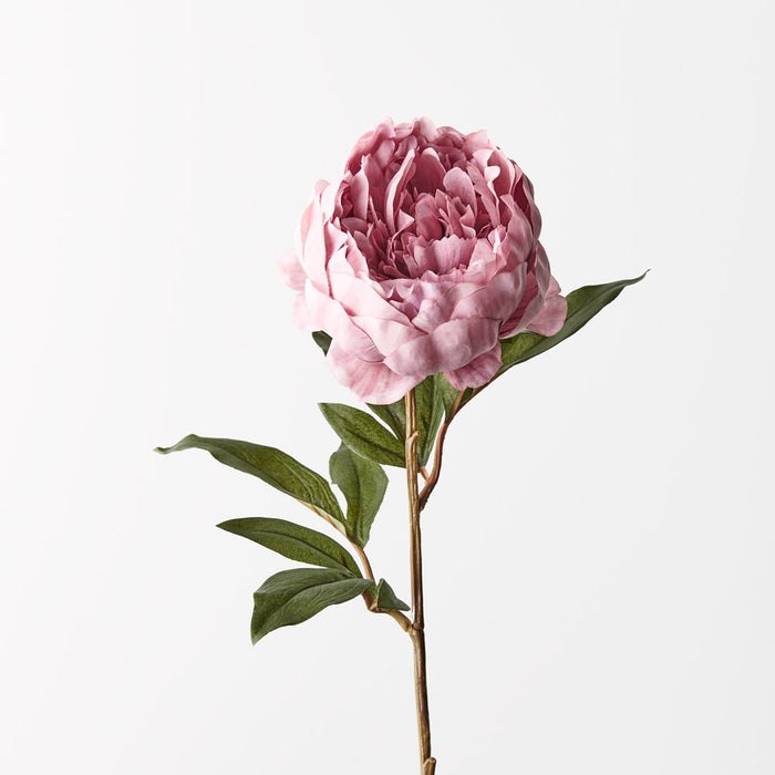 Peony Pink 64cm - Pack of 12