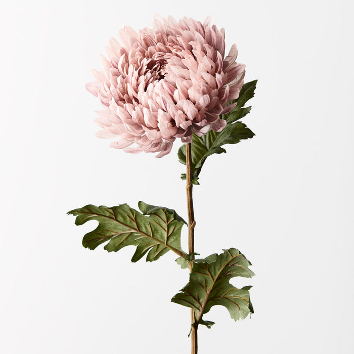 Chrysanthemum Dusty Pink 76cm - Pack of 12