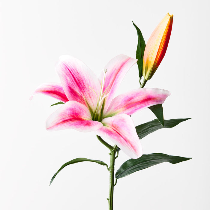 Casablanca Lily Hot Pink 69cm - Pack of 12