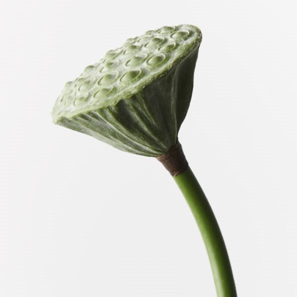 Lotus Pod Green 62cm - Pack of 24