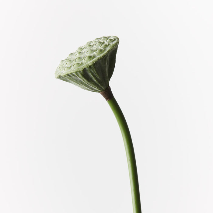 Lotus Pod Green 62cm - Pack of 24