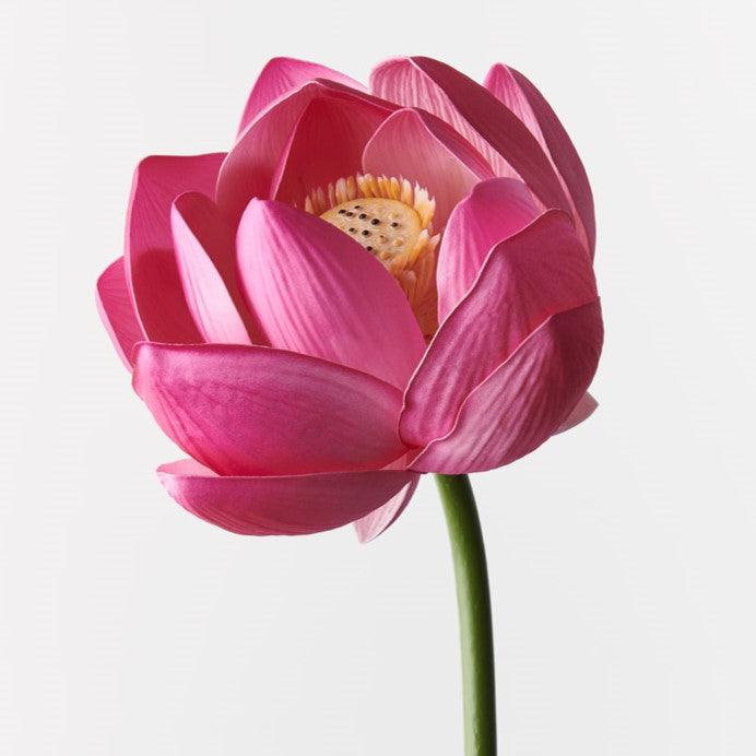 Lotus Flower Fuschia 66cm - Pack of 12