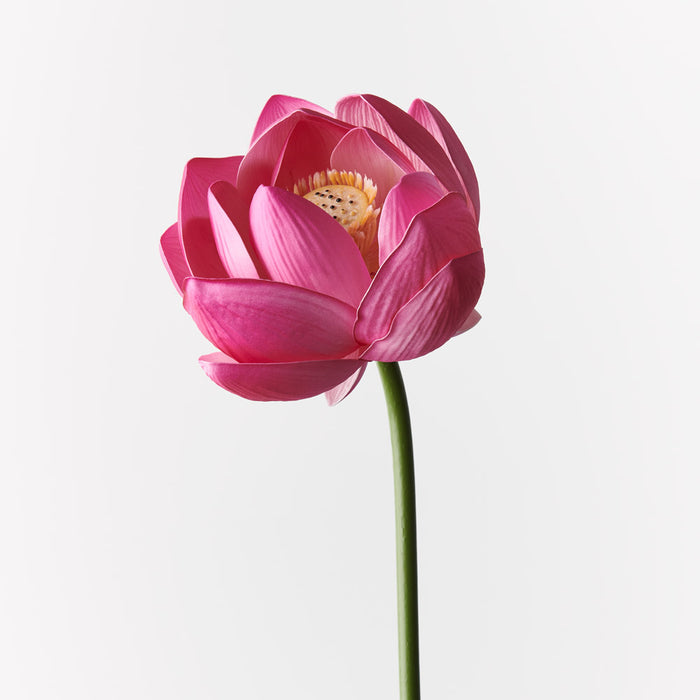 Lotus Flower Fuschia 66cm - Pack of 12
