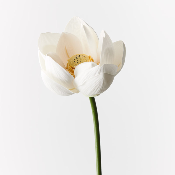 Lotus Flower White 66cm - Pack of 12