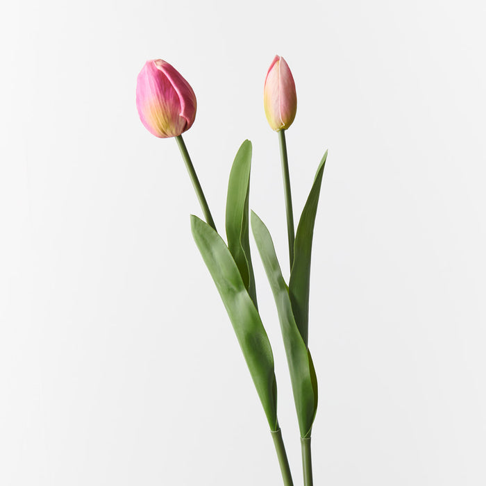 Tulip Bud & Bloom Fuschia 49cm 2 Pieces - Pack of 12