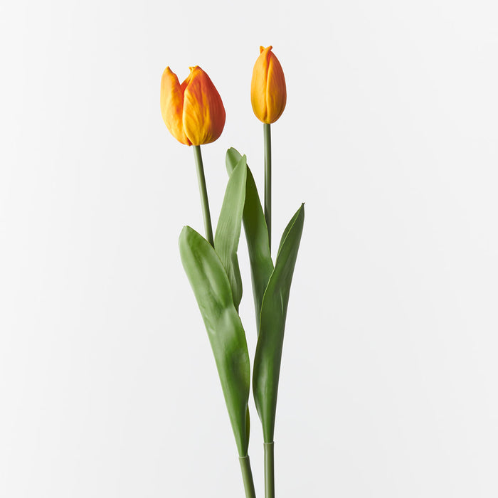 Tulip Bud & Bloom Orange 49cm 2 Pieces - Pack of 12