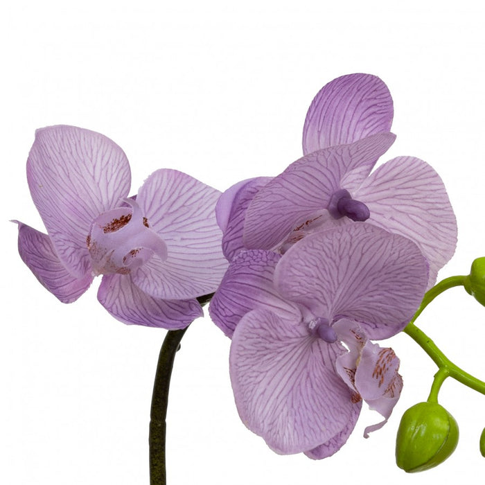 Orchid In Square Glass Lavender 32cm Set of 2