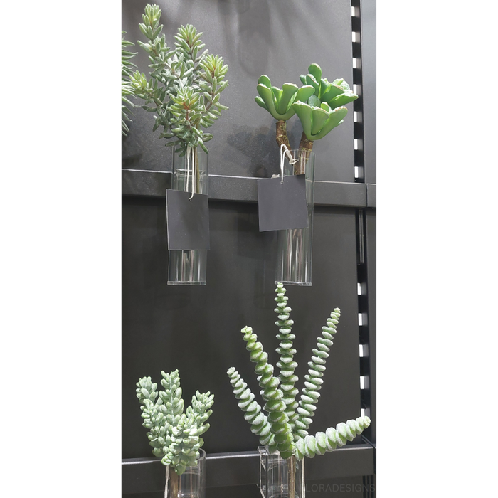 Sedum Sandflower Grey Green 20cm Pack of 12