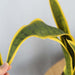 50cm Artificial Indoor Yellow Edge Tiger Piran Fake Decoration Tree Flower Pot Plant
