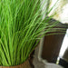 Potted Bulrush Grass Artificial Plant 137cm