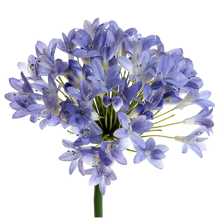 Agapanthus Lavender Blue 94cm Pack of 12