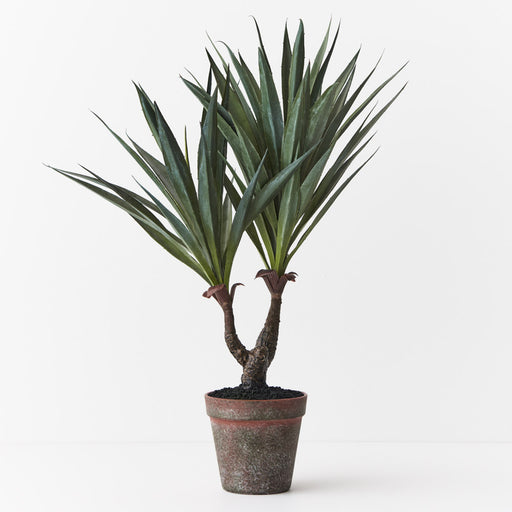 Agave Sisalana Plant Green 51cm Pack of 4